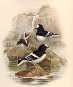 Enicurus scouleri de John Gould
