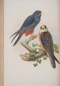 Erythropus Vespertinus, lámina de Las aves de Gran Bretaña por John Gould, publicado 1862-73 de John Gould