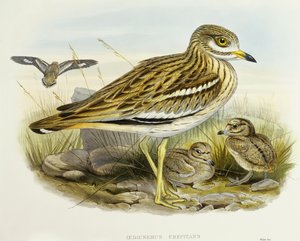 Alcaraván común (Burhinus oedicnemus), grabado por John Gould de John Gould