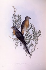 Cuco cola de abanico (Cacomantis flabelliformis), grabado por John Gould de John Gould