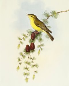 Papamoscas (Ficedula hypolaris), grabado por John Gould de John Gould