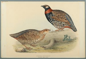 Francolinus Vulgaris: Francolín Europeo