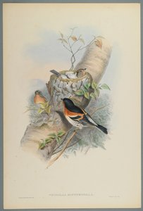 Fringilla Montifringilla - Pinzón Real de John Gould