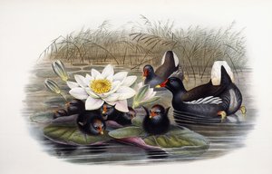 Gallinula Chloropus de John Gould