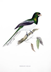 Trogón gigante, ave de la India, grabado del libro de John Gould (1804-1881) "Aves tropicales"