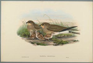 Glareola Pratincola - Canastera Común de John Gould