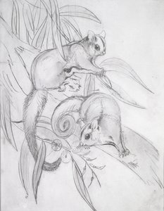 Petauros deslizadores de John Gould