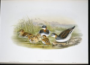 Ibis brillante (Falcinellus Igneus) (litografía coloreada a mano) de John Gould