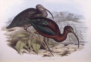 Ibis brillante (Plegadis falcinellus), grabado por John Gould