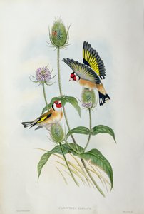 Jilguero (Carduelis Elegans)