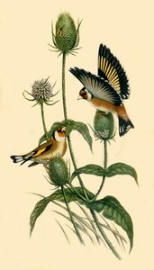 Jilgueros, 1863, 1942 de John Gould