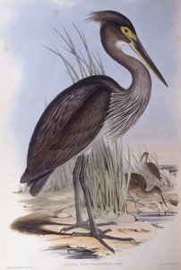 Garza de Sumatra (Ardea sumatrana), grabado por John Gould de John Gould