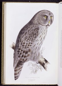 Gran Búho Cinéreo, de "Las Aves de Gran Bretaña", publicado en Londres, 1862-73 de John Gould