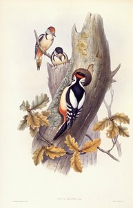 Pico picapinos (Dendrocopos major), grabado por John Gould de John Gould
