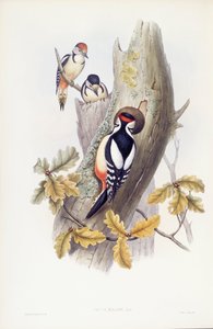 Pico picapinos (Dendrocopos major), grabado por John Gould de John Gould