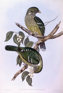 Pájaro gato verde (Ailuroedus crassirostris), grabado por John Gould de John Gould