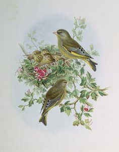 Finchada verde de John Gould