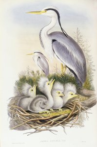 Garza real (Ardea cinerea), grabado por John Gould de John Gould