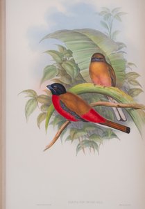 Harpactes Duvauceli, lámina de Las aves de Gran Bretaña de John Gould, publicado 1862-73 de John Gould