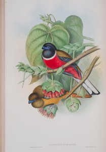 Harpactes Fasciatus, lámina de Las aves de Gran Bretaña de John Gould, publicado 1862-73 de John Gould
