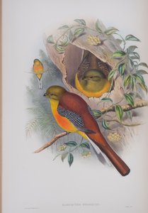 Harpactes Oreskios, lámina de Las aves de Gran Bretaña de John Gould, publicado 1862-73 de John Gould