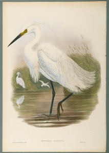 Herodias Garzetta - Garceta Común de John Gould