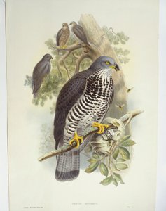 Abejero europeo (Pernis apivorus), ilustración de John Gould