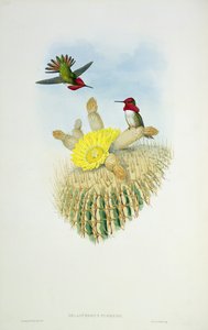 Colibrí, grabado por Walter y Cohn de John Gould