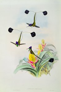 Colibrí, grabado por Walter y Cohn