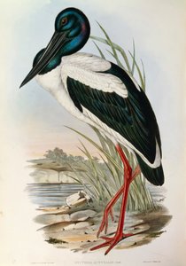 Ilustración de "Las aves de Australia" de John Gould representando al Jabirú asiático Ephippiorhynchus asiaticus
