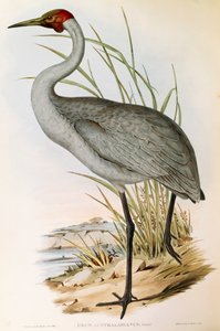 Ilustración de "Las aves de Australia" de John Gould representando a la Grulla brolga Grus rubicunda de John Gould