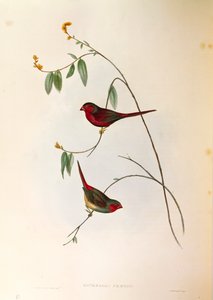Ilustración de "The Birds of Australia" de John Gould representando al Pinzón carmesí Neochmia phaeton, grabado coloreado de John Gould