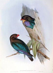 Ilustración de "The Birds of Australia" de John Gould representando al Eurystomus orientalis de John Gould