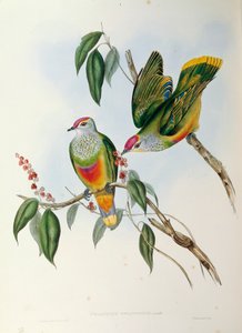 Ilustración de "Las aves de Australia" de John Gould representando a la Paloma frutera coronada Ptilinopus regina de John Gould