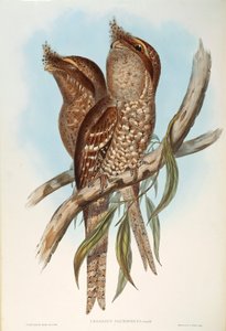 Ilustración de "The Birds of Australia" de John Gould representando Tawny Frogmouth Podargus strigoides, por Oscar Dressler
