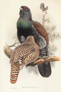 Ilustración de "The Birds of Great Britain" de John Gould representando Urogallo Tetrao urogallus de John Gould