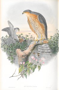 Ilustración de Accipiter Nisis (Gavilán) de John Gould