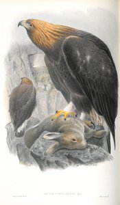 Ilustración de Aquila Chrysaetos (Águila Real) de John Gould