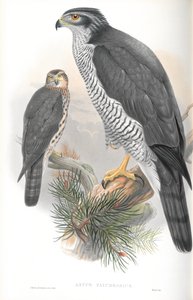 Ilustración de Astur Palumbarius (Azor) de John Gould
