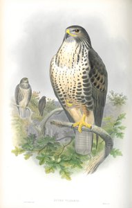 Ilustración de Buteo Vulgaris (Busardo Común) de John Gould