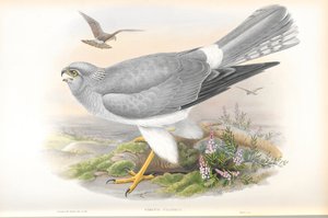 Ilustración de Circus Cyaneus (Aguilucho Pálido)