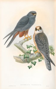 Ilustración de Erythropus Vespertinus (Alcotán Patirrojo) de John Gould