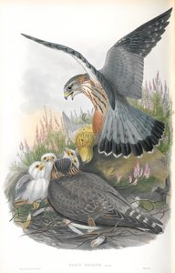 Ilustración de Falco Aesalon (Esmerejón) de John Gould