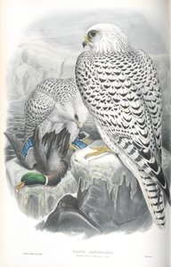 Ilustración de Falco Candicans (Halcón de Groenlandia Raza Oscura) de John Gould
