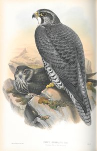 Ilustración de Falco Gyrfalco (Gerifalte Noruego) de John Gould