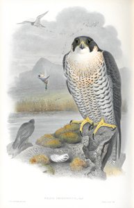 Ilustración de Falco Peregrinus (Halcón Peregrino) de John Gould