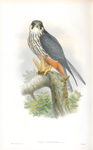 Ilustración de Falco Subbuteo (Alcotán) de John Gould