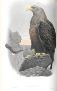Ilustración de Haliaetus Albicilla (Águila Marina) de John Gould