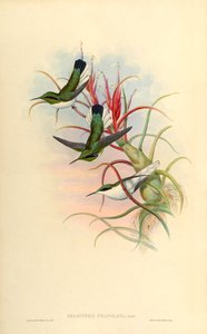 Ilustración de Heliothrix phainolaema (= Heliothryx auritus phainolaemus) (colibrí) en Tillandsia bulbosa (bromelia) de John Gould