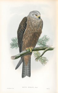 Ilustración de Milvus Migrans (Milano negro) de John Gould